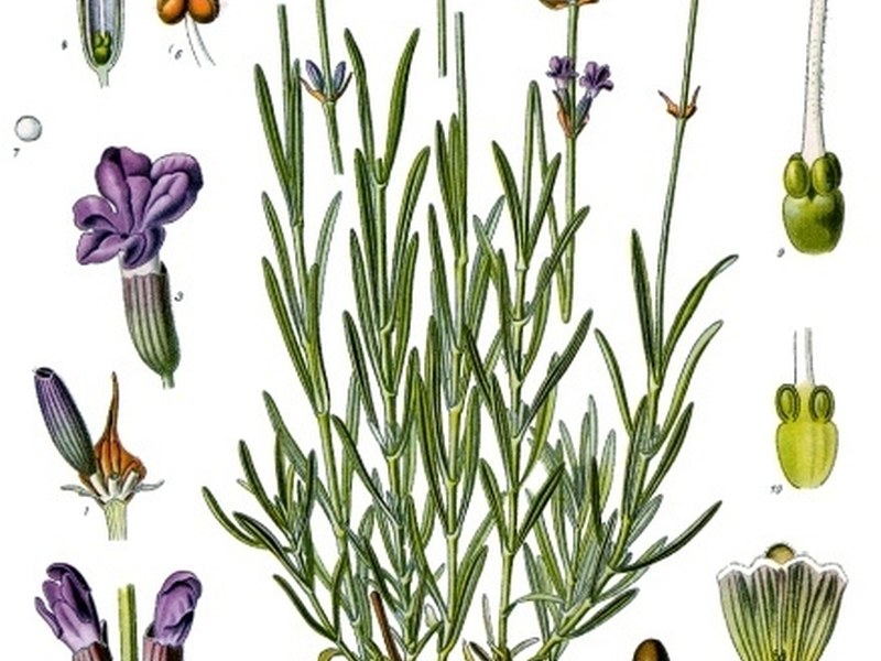 薰衣草