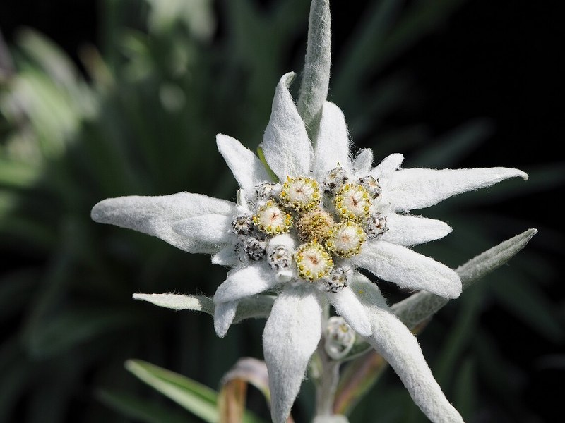 雪绒花